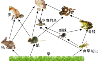 存在竞争关系的植物与细菌（存在竞争关系的生物）