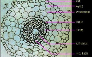 薄壁组织与植物的关系（植物薄壁组织的特点）