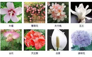 春季蕨类植物养护知识大全（蕨类植物夏季怎么养）