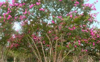 芙蓉菊木本植物养护知识（芙蓉菊木本植物养护知识大全）