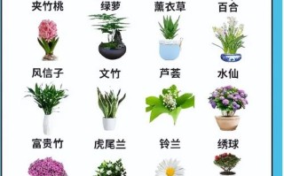 大型植物与猫的关系（猫和植物如何共处）