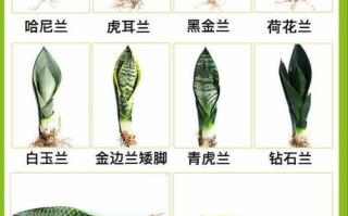 虎皮兰植物养护知识（虎皮兰植物养护知识有哪些）