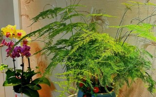 春季植物科普小知识大全（植物科普展示）