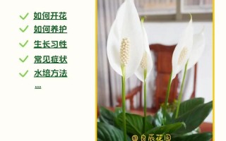 一帆风顺可以水养吗（一帆风顺植物可以水养吗）