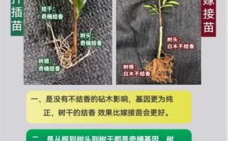 沉香植物养护知识大全（沉香的栽种与养护）