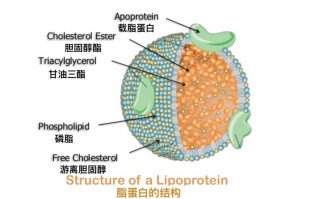 胆固醇与植物的关系是（植物具有和胆固醇相似的化学结构）