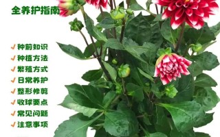 大丽花怎么繁殖（大丽花怎么繁殖后代）