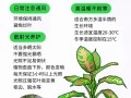 彩叶植物与环境的相互关系（彩叶植物在园林景观中的应用）