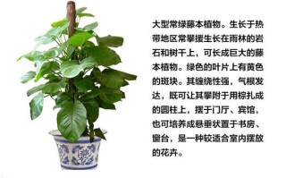 草本植物种植养护知识（草本植物植株）