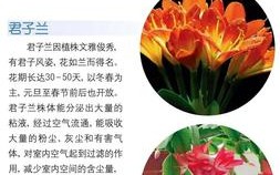 花卉植物冬天养护知识（冬天怎样养护花）