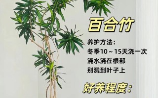 冬季地面绿植怎么养护和浇水（冬季地坪如何养护）