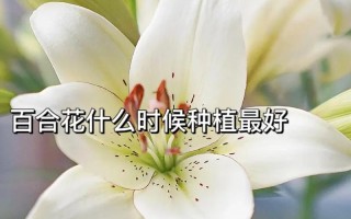 百合植物养护知识大全（百合的养护方法和注意事项有哪些）