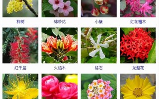 百科小知识植物类（植物相关小百科）