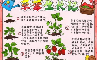 草莓植物小知识简短版（草莓植物简介）