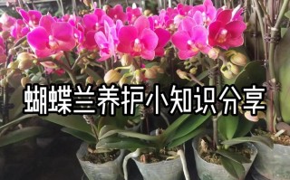 蝴蝶兰植物养护知识（蝴蝶兰的养护知识）