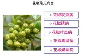 病害与感病植物之间的关系（植物病害与伤害最根本的不同之处在于）