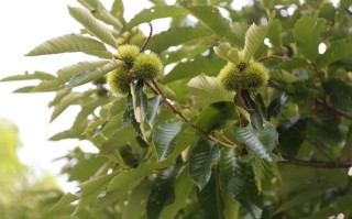 板栗植物知识（板栗的植物学特征）