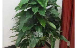 冬季大叶绿植怎么养护和浇水（大叶绿箩冬季怎么养）