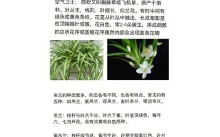 吊兰植物盆栽养护知识大全（吊兰绿植怎么养）