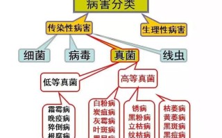 病害三角与植物发病的关系（病害三角在植物病害防治中的意义）