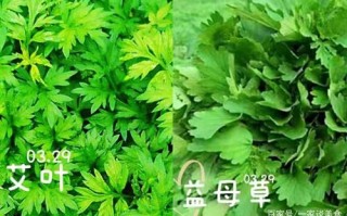 艾叶植物百科知识（艾叶医学百科）