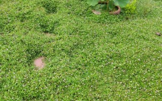 草坪与地被植物的功能关系（草坪与地被植物在园林绿化中的功能与造景设计）