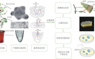 次生代谢物与植物生长的关系（植物的次生代谢产物）