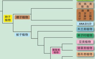 常见植物分类基本知识（植物常见种类）