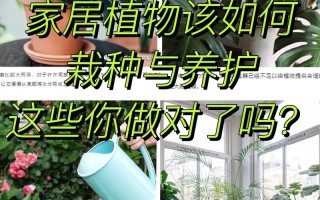 冬季大颗绿植怎么养护和管理（适合冬季养的大型绿植）