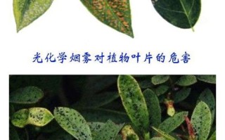 大气污染与植物之间的关系（大气污染对植物的伤害作用）