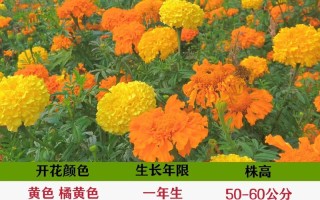 春季菊科植物养护知识（四季菊花春季养护视频）