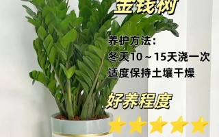 冬季的室外绿植怎么养护（冬季户外绿植）