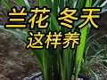 花卉植物冬天养护知识内容（花卉植物冬天养护知识内容图片）