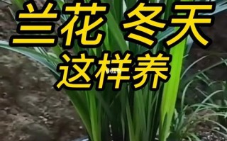 花卉植物冬天养护知识内容（花卉植物冬天养护知识内容图片）