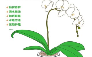 花卉植物养护小知识（花卉植物养护小知识有哪些）