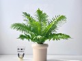 春季蕨类植物养护知识（蕨类植物养殖注意事项 绝对有用）