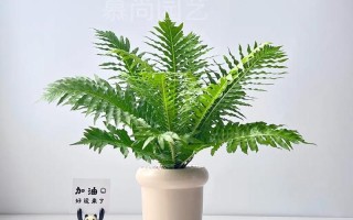 春季蕨类植物养护知识（蕨类植物养殖注意事项 绝对有用）