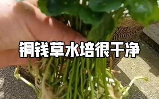 铜钱草怎么修剪（铜钱草怎么修剪图解）