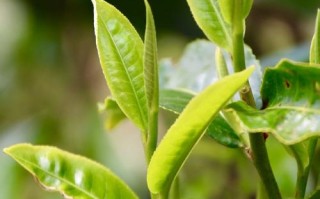 茶树植物知识（茶树资料）