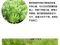 爱尔兰苔藓与盘景植物的关系（爱尔兰深绿色苔藓）