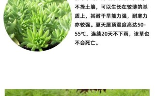 爱尔兰苔藓与盘景植物的关系（爱尔兰深绿色苔藓）