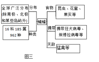 蝙蝠与植物间的关系（蝙蝠与植物间的关系有哪些）