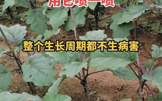 保护地与露地植物的关系（保护地种植与露地种植的区别）