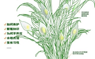 白掌植物养护知识大全（白掌植物养护知识大全图片）