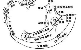 变态植物与果实的关系有哪些（植物变态的意义）