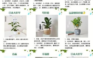 关于植物种植和养护的知识（关于植物的种植小技巧）