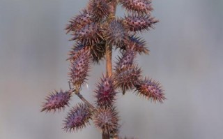 草本植物小知识有哪些（草本植物20种）