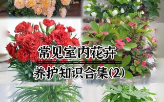 东北鲜花绿植怎么养护好（东北花草）