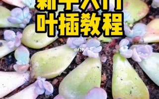 冬季繁殖绿植怎么养护（冬季繁殖绿植怎么养护和浇水）