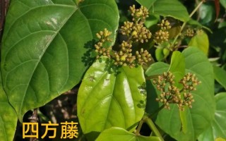 草本植物与中药的关系（草本和中药有什么区别）